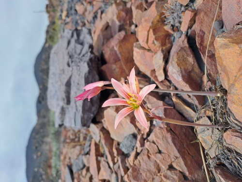 Rhodophiala saraeの写真