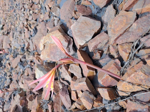 Bild von Rhodophiala sarae (). Klicken Sie, um den Ausschnitt zu vergrössern.