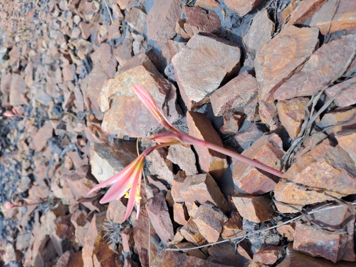 Bild von Rhodophiala sarae (). Klicken Sie, um den Ausschnitt zu vergrössern.