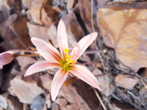 Imágen de Rhodophiala sarae (). Haga un clic para aumentar parte de imágen.