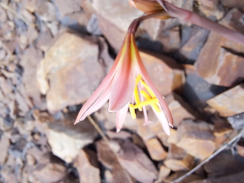 Imágen de Rhodophiala sarae (). Haga un clic para aumentar parte de imágen.