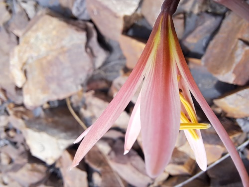 Imágen de Rhodophiala sarae (). Haga un clic para aumentar parte de imágen.