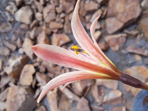 Imágen de Rhodophiala sarae (). Haga un clic para aumentar parte de imágen.