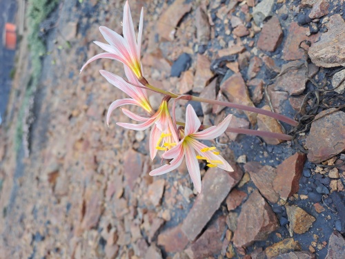 Imágen de Rhodophiala sarae (). Haga un clic para aumentar parte de imágen.