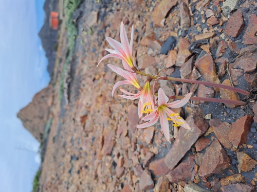 Imágen de Rhodophiala sarae (). Haga un clic para aumentar parte de imágen.