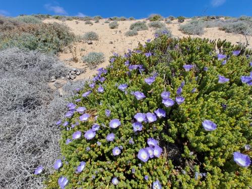 Imágen de Nolana carnosa (). Haga un clic para aumentar parte de imágen.