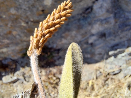 Image of Plantago sp. #3022 (). Click to enlarge parts of image.