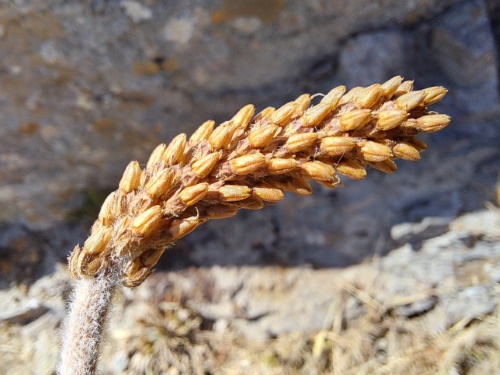 Image of Plantago sp. #3022 (). Click to enlarge parts of image.