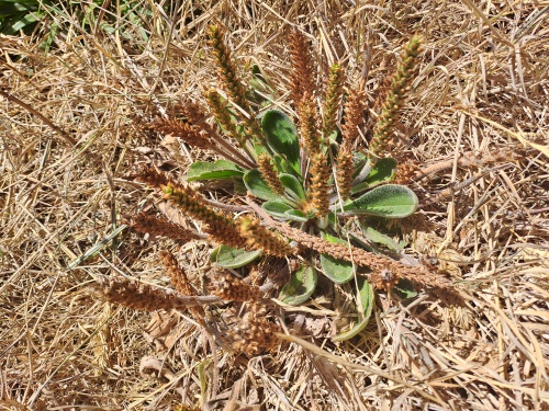 Image of Plantago sp. #3022 (). Click to enlarge parts of image.