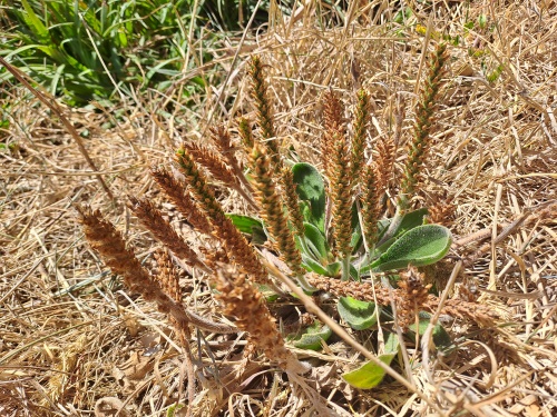 Image of Plantago sp. #3022 (). Click to enlarge parts of image.