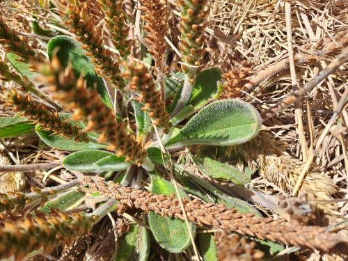 Image of Plantago sp. #3022 (). Click to enlarge parts of image.