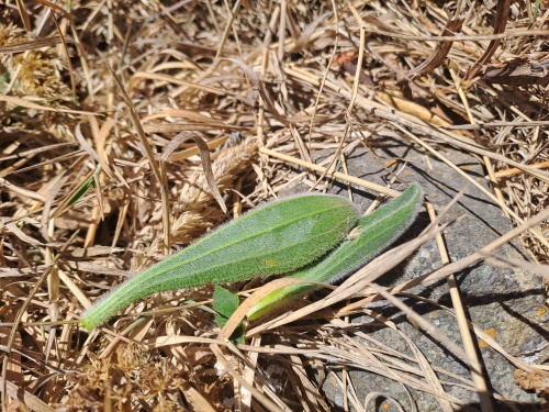 Image of Plantago sp. #3022 (). Click to enlarge parts of image.