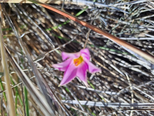 Calandrinia sp. #3021の写真