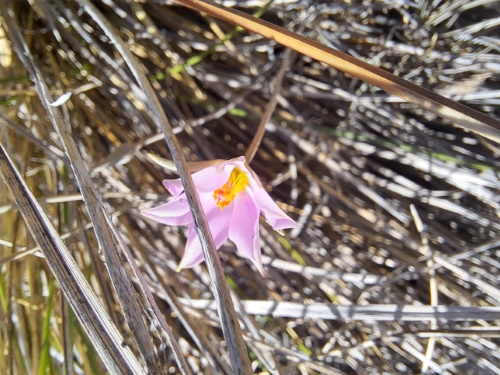 Calandrinia sp. #3021の写真