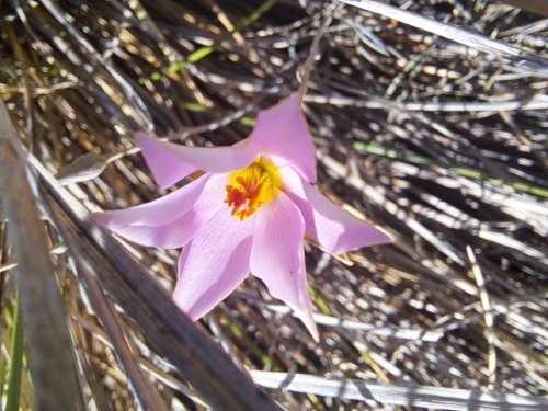 Imágen de Calandrinia sp. #3021 (). Haga un clic para aumentar parte de imágen.