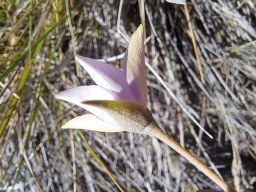 Calandrinia sp. #3021の写真