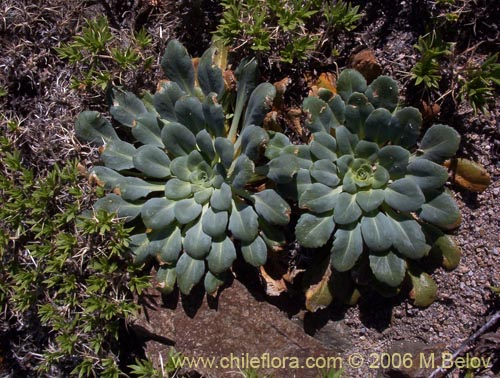 Image of Nastanthus spathulatus (Nastanto). Click to enlarge parts of image.