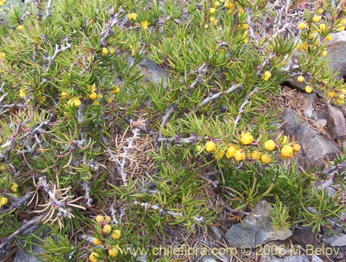 Image of Berberis empetrifolia (Uva de la cordillera / Palo amarillo). Click to enlarge parts of image.