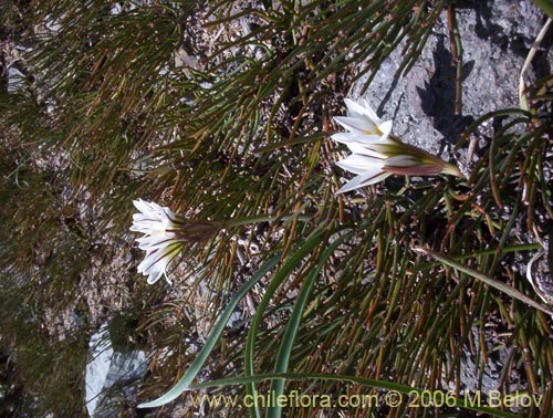 Image of Tristagma bivalve (). Click to enlarge parts of image.