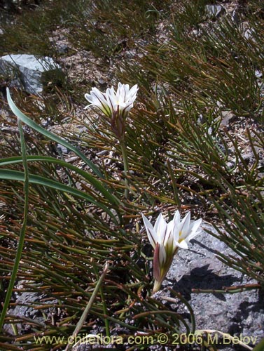 Image of Tristagma bivalve (). Click to enlarge parts of image.