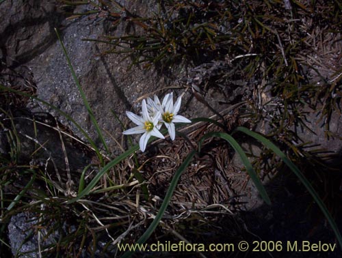 Фотография Tristagma bivalve (). Щелкните, чтобы увеличить вырез.