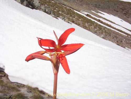 Imágen de Rhodophiala splendens (Añañuca esplendorosa). Haga un clic para aumentar parte de imágen.