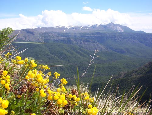 Bild von Calceolaria meyeniana (Capachito de la cordillera). Klicken Sie, um den Ausschnitt zu vergrössern.