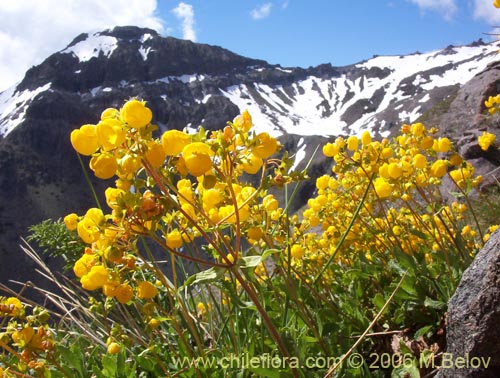 Imágen de Calceolaria meyeniana (Capachito de la cordillera). Haga un clic para aumentar parte de imágen.