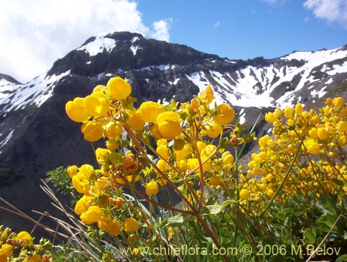 Calceolaria meyenianaの写真