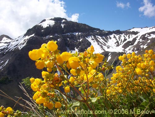 Imágen de Calceolaria meyeniana (Capachito de la cordillera). Haga un clic para aumentar parte de imágen.