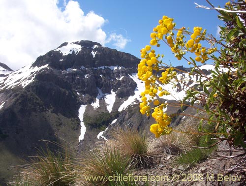 Image of Calceolaria meyeniana (Capachito de la cordillera). Click to enlarge parts of image.