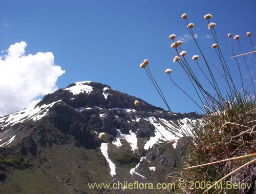 Imágen de Armeria maritima (Armeria). Haga un clic para aumentar parte de imágen.