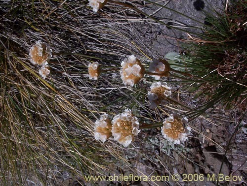 Фотография Armeria maritima (Armeria). Щелкните, чтобы увеличить вырез.