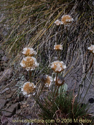 Armeria maritimaの写真