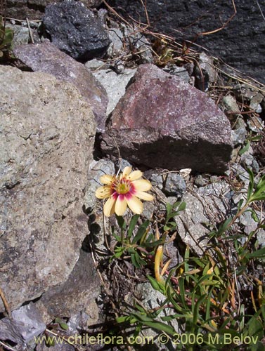 Bild von Montiopsis andicola (Renilla). Klicken Sie, um den Ausschnitt zu vergrössern.