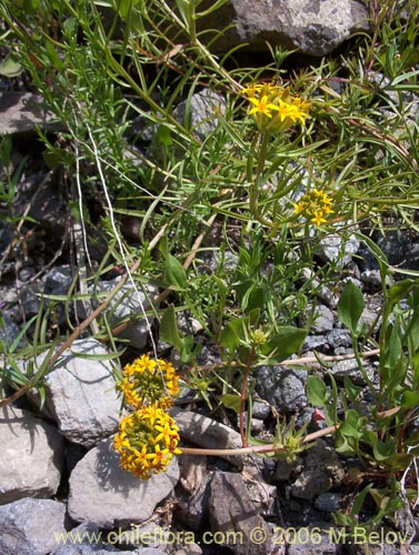 Quinchamalium chilense的照片