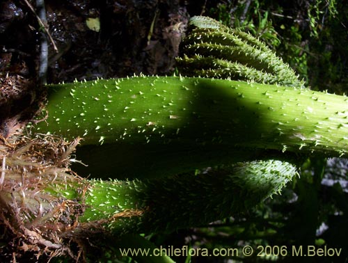 Gunnera tinctoriaの写真