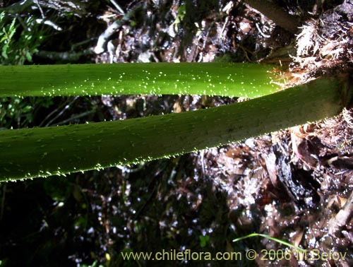 Imágen de Gunnera tinctoria (Nalca / Pangue). Haga un clic para aumentar parte de imágen.