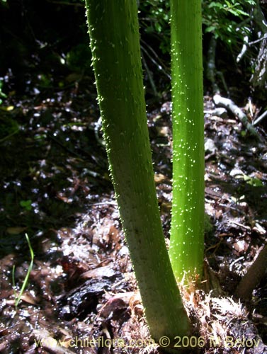 Imágen de Gunnera tinctoria (Nalca / Pangue). Haga un clic para aumentar parte de imágen.