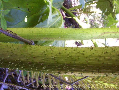 Image of Gunnera tinctoria (Nalca / Pangue). Click to enlarge parts of image.