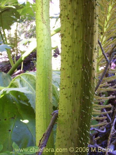 Image of Gunnera tinctoria (Nalca / Pangue). Click to enlarge parts of image.