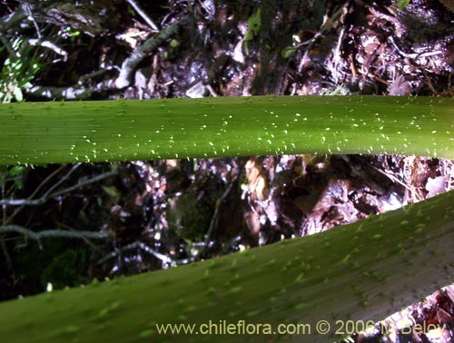 Imágen de Gunnera tinctoria (Nalca / Pangue). Haga un clic para aumentar parte de imágen.