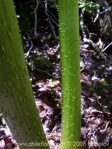 Bild von Gunnera tinctoria (Nalca / Pangue). Klicken Sie, um den Ausschnitt zu vergrössern.