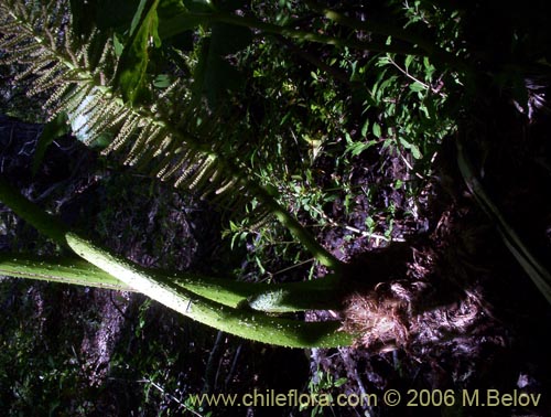 Bild von Gunnera tinctoria (Nalca / Pangue). Klicken Sie, um den Ausschnitt zu vergrössern.