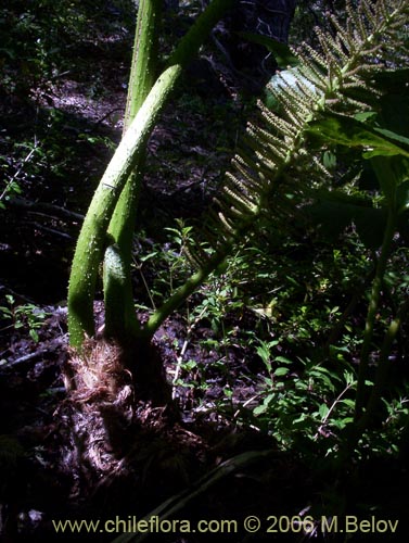 Imágen de Gunnera tinctoria (Nalca / Pangue). Haga un clic para aumentar parte de imágen.