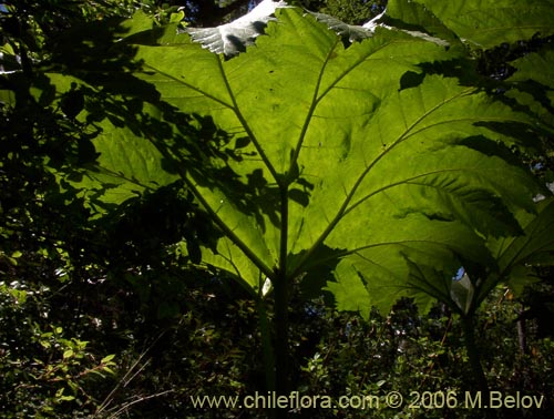 Bild von Gunnera tinctoria (Nalca / Pangue). Klicken Sie, um den Ausschnitt zu vergrössern.