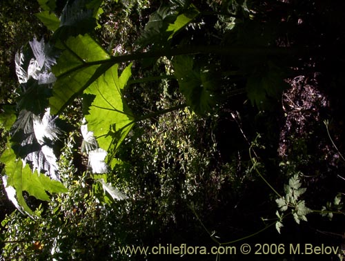 Image of Gunnera tinctoria (Nalca / Pangue). Click to enlarge parts of image.