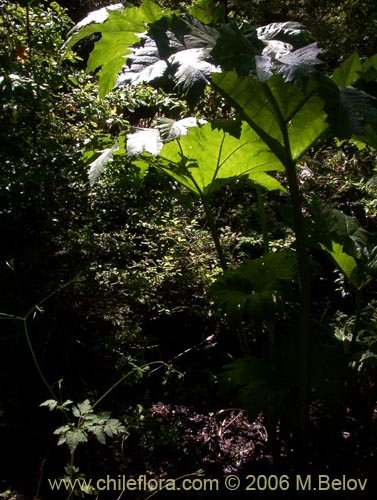 Bild von Gunnera tinctoria (Nalca / Pangue). Klicken Sie, um den Ausschnitt zu vergrössern.