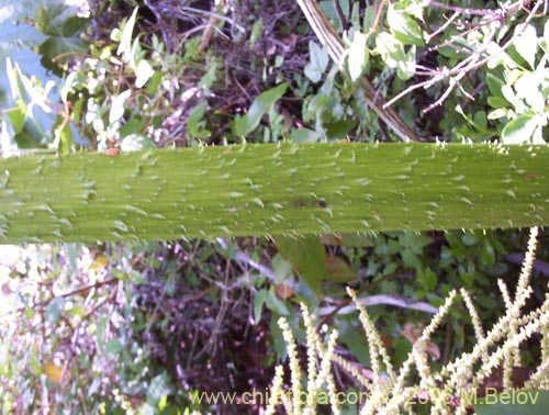 Image of Gunnera tinctoria (Nalca / Pangue). Click to enlarge parts of image.