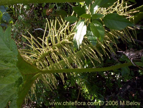 Gunnera tinctoria의 사진